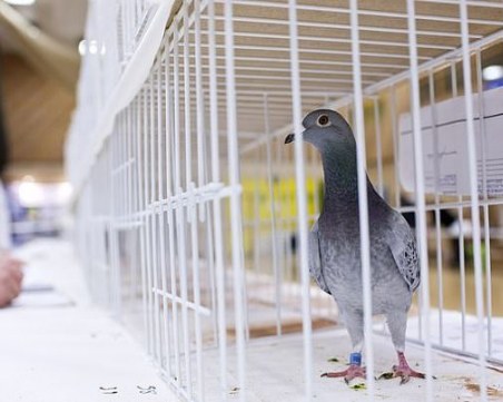 Арестуваха гълъб в Индия - бил пакистански шпионин
