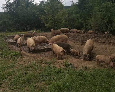 Разбиха незаконна кланица, собственикът представял месото за 