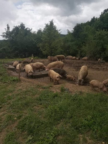 Разбиха незаконна кланица, собственикът представял месото за