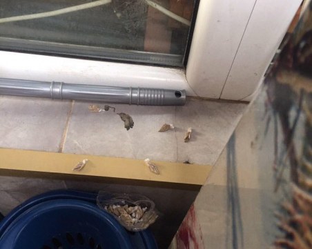 Арестуваха дилъра Картофа в Столипиново, продавал хероин