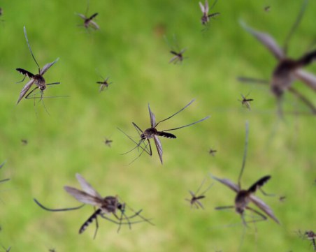 Пръскат срещу комари и кърлежи в Пловдив! Вижте графика