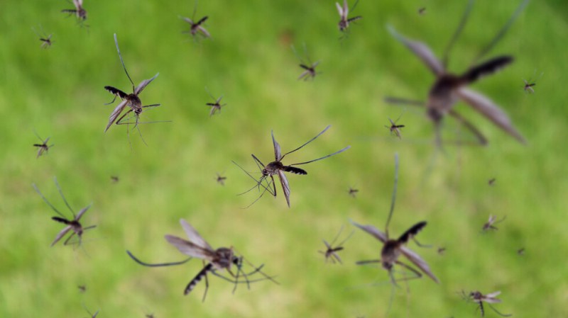 Пръскат срещу комари и кърлежи в Пловдив! Вижте графика