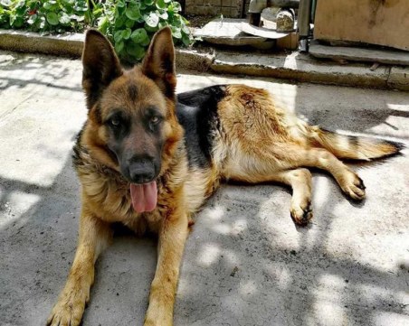 Люси изчезна от дома си в Кършияка