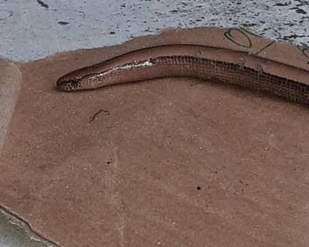 Влечуги плъзнаха из Асеновград