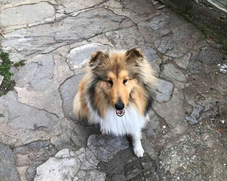 Ласи изчезна от дома си край Пловдив! Виждали ли сте я?