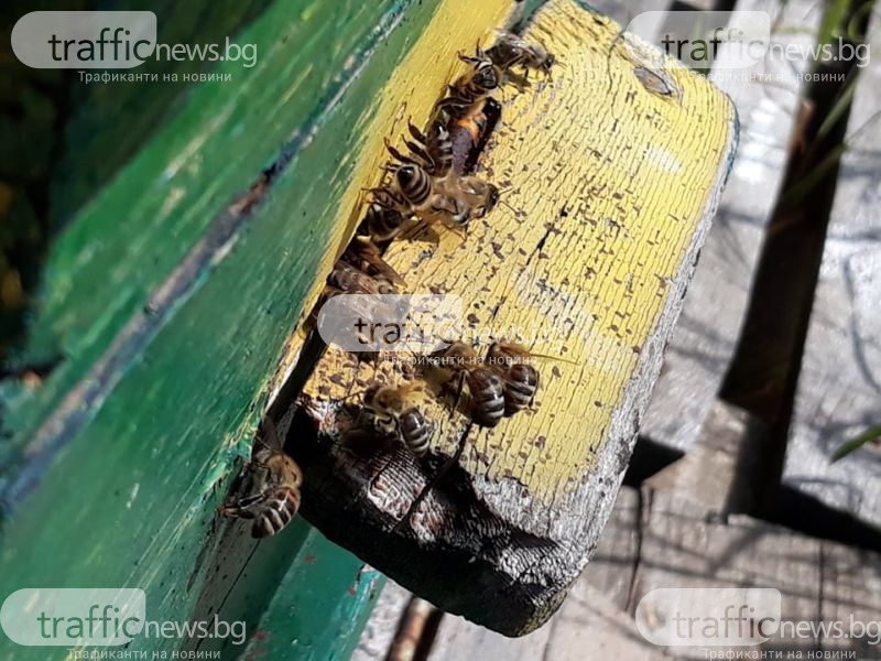 Отпускат над 6 млн. лв. на пчеларите