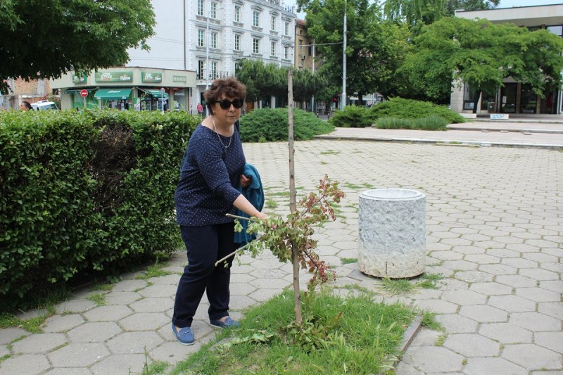 Вандали унищожиха градина в Пловдив, символ на мирното съжителство