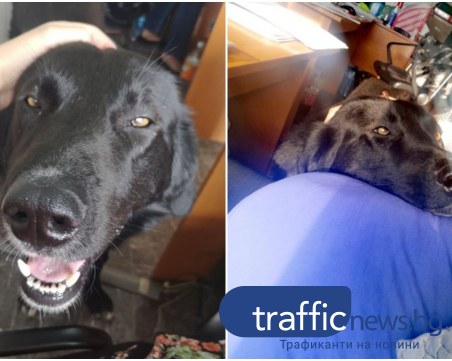 Добри пловдивчани приютиха захвърлен черен красавец, търсят му нов дом