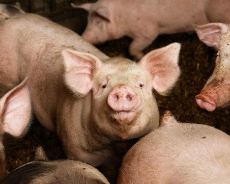 Има опасност от втора вълна на африканската чума по свинете
