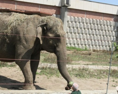 Слоницата Артайда, символ на Софийския зоопарк, става на 57 години