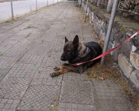 Зак изчезна край Пловдив! Стопаните му го търсят от седмица