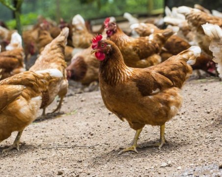 Откриха ново огнище на птичи грип в Асеновград