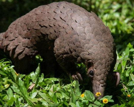 Ново проучване разкри дали панголините са предали Covid-19 на хората