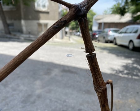 Куриозна кражба на ток разкриха в Карлово ВИДЕО