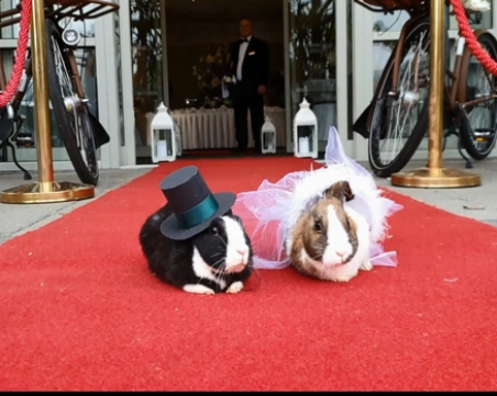 Зайци се венчаха в хотел