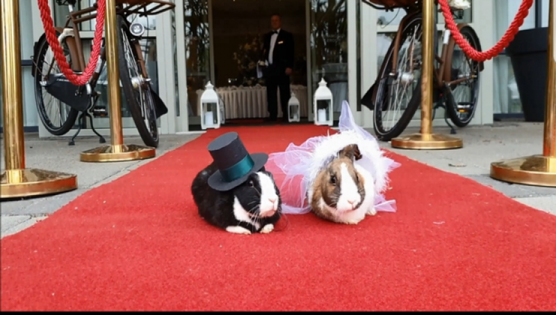 Зайци се венчаха в хотел