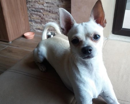 Пловдивчани, виждали ли сте го? Симба се изгуби