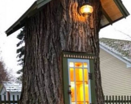 300-годишната топола в Сопот става библиотека