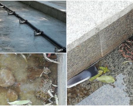 Блато вместо фонтан в центъра на Пловдив! Огромни жаби вместо рибки