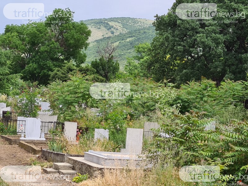 Гробищен парк край Пловдив - с трева до кръста! Чий ангажимент е почистването?