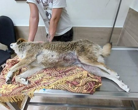 Жестокост! Пловдивчани намериха безпомощно кученце, тялото му - надупчено със сачми