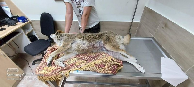 Жестокост! Пловдивчани намериха безпомощно кученце, тялото му - надупчено със сачми