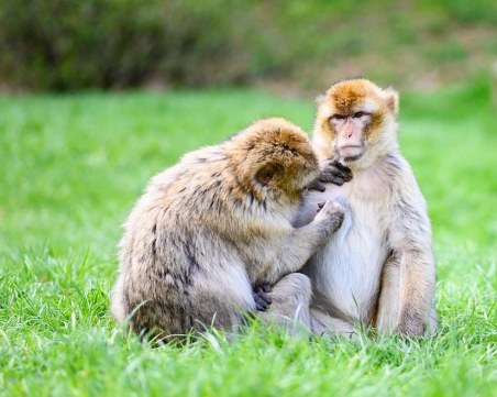 Около 70 маймуни са избягали от ограждението си в зоопарк в Япония