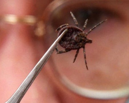 Бум на ухапаните от кърлежи в Пловдив, пациенти чакат на опашка пред кабинетите