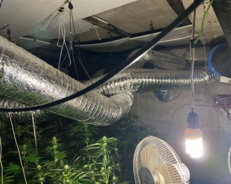 Спецакция! Разбиха две наркооранжерии