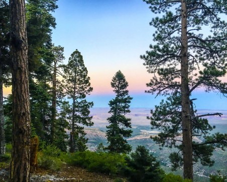 Учени произведоха електричество от растения