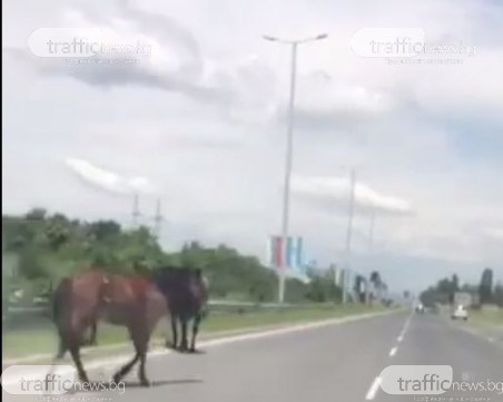 Опасно! Коне се разхождат на АМ 