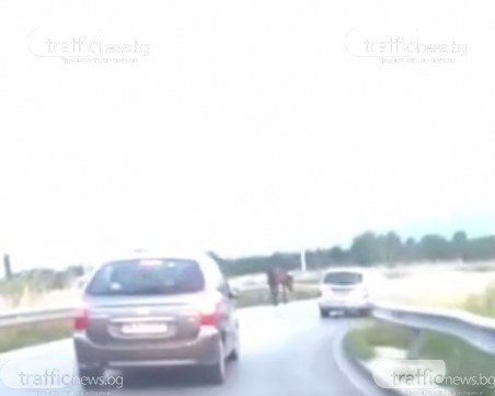 Расов кон кръстосва път край Пловдив , шофьори набиват спирачки