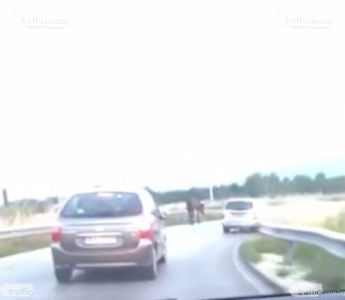 Расов кон кръстосва път край Пловдив , шофьори набиват спирачки