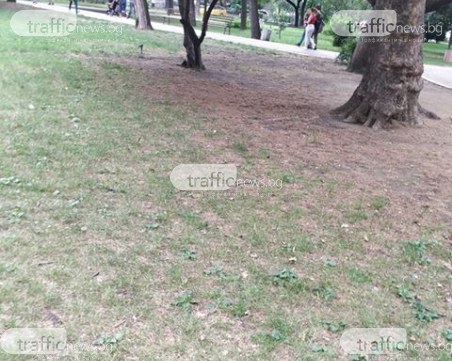 Парк в Пловдив остана без трева заради ремонтни дейности
