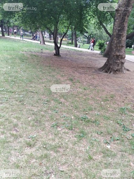 Парк в Пловдив остана без трева заради ремонтни дейности