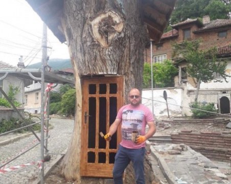 300-годишната топола в Сопот се превръща в къщичка от приказките