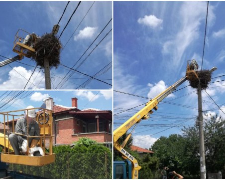 Екипи на РИОСВ и ЕВН в Пловдив спасиха бедстващи щъркели край квартал Прослав