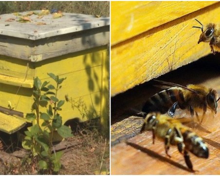 ВАП ангажира отговорните институции да вземат мерки за опазване на пчелите от отравяне