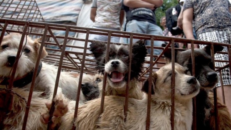 Напук на пандемията: Фестивал на кучешкото месо организират в Китай