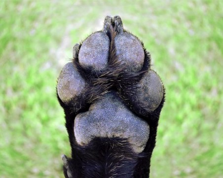 68-годишна отрови кучето на своя съседка