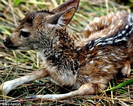 Акция край Пазарджик! Откриха оръжия, ловни трофеи и жива сърна