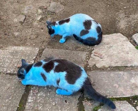 Гавра с две котенца в Самоков, боядисаха ги в синьо