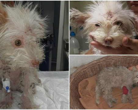 Зверство! Намериха куче, натикано в черен плик, в канавка между Сопот и Карлово