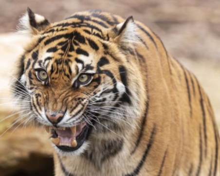 Два тигъра от защитен вид са отровени в Индонезия за по-малко от седмица