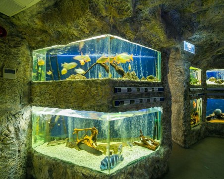 Екзотични морски животни ще плуват в два нови аквариума в Природонаучния музей