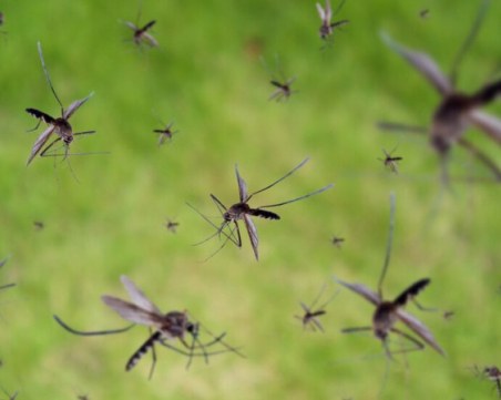 Пръскат срещу комари в Пловдив по ГРАФИК