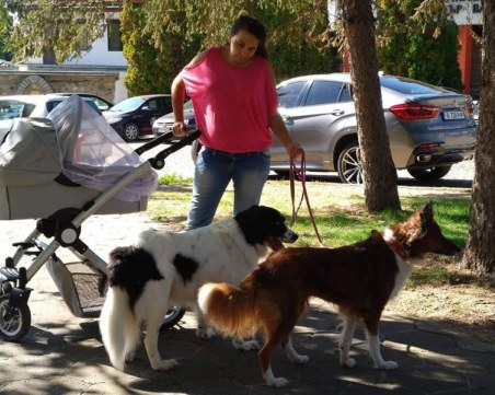 Млада майка от Карлово храни и кастрира бездомни кучета и котки