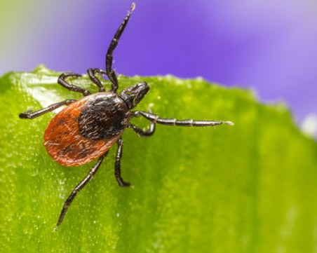 Обработват кучешките площадки в Пловдив срещу кърлежи