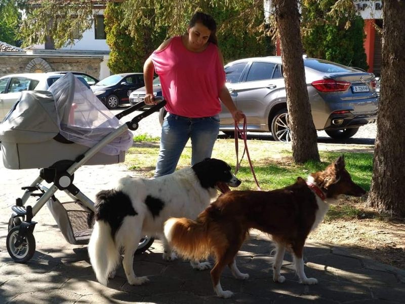 Млада майка от Карлово храни и кастрира бездомни кучета и котки