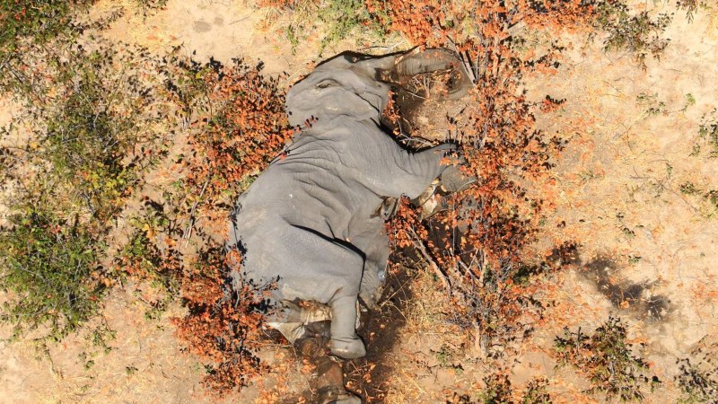 350 слона умряха мистериозно в Ботсвана